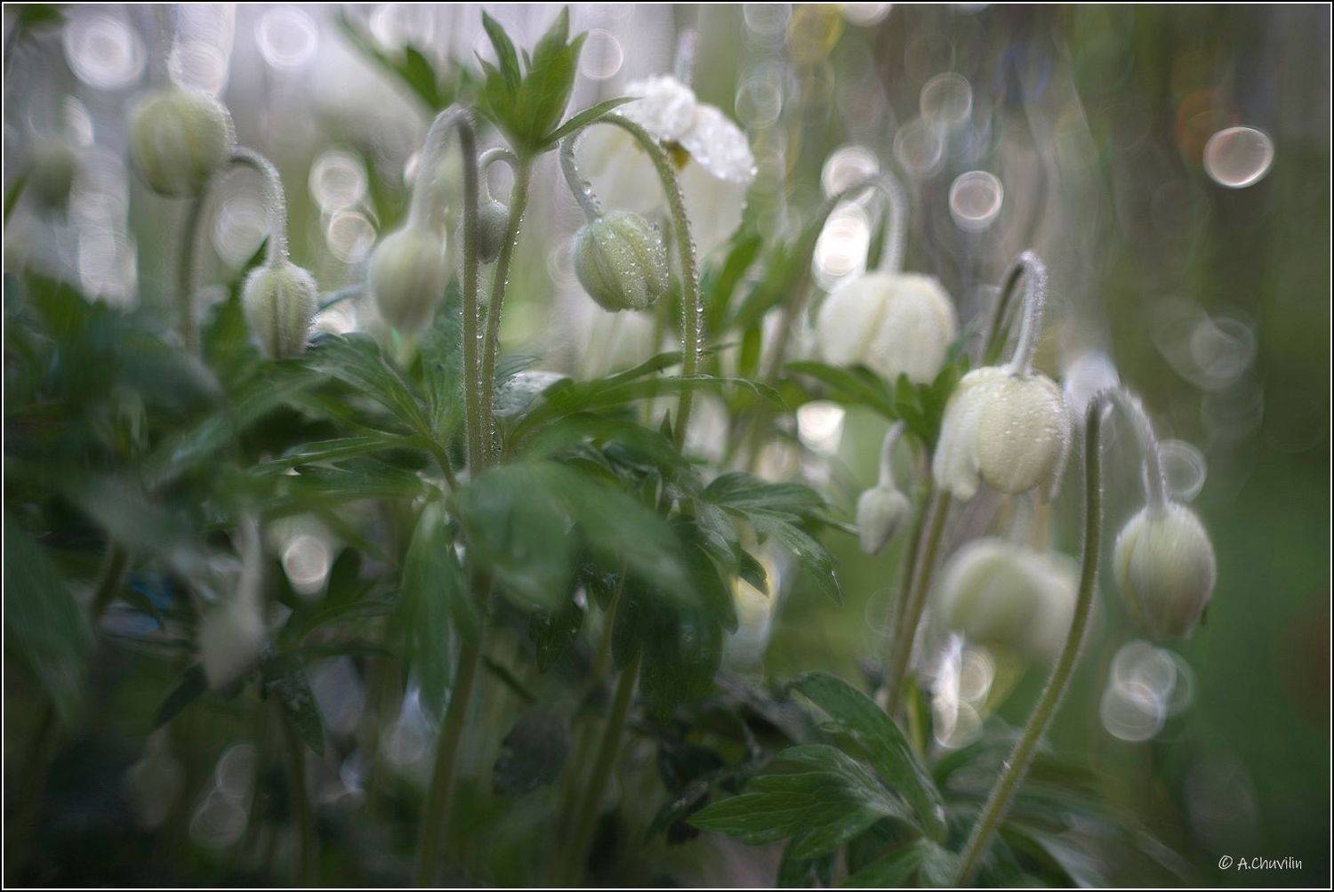 ветреница,роса,утро, Александр Чувилин