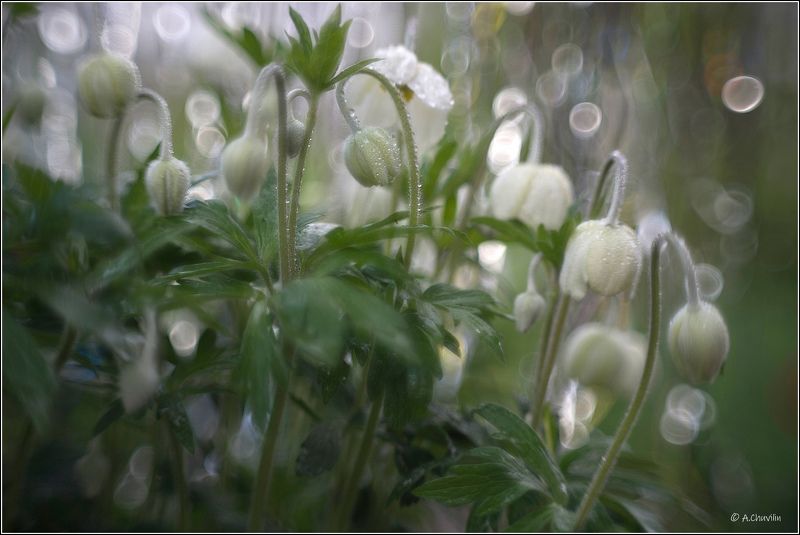 ветреница,роса,утро Ветреница фото превью