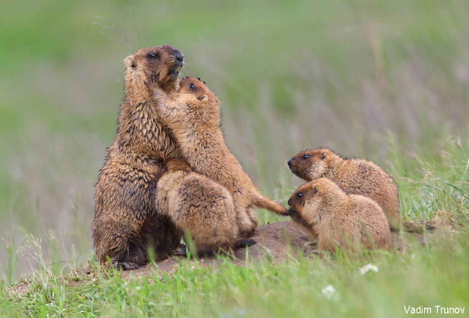 сурок, байбак, marmot, Вадим Трунов