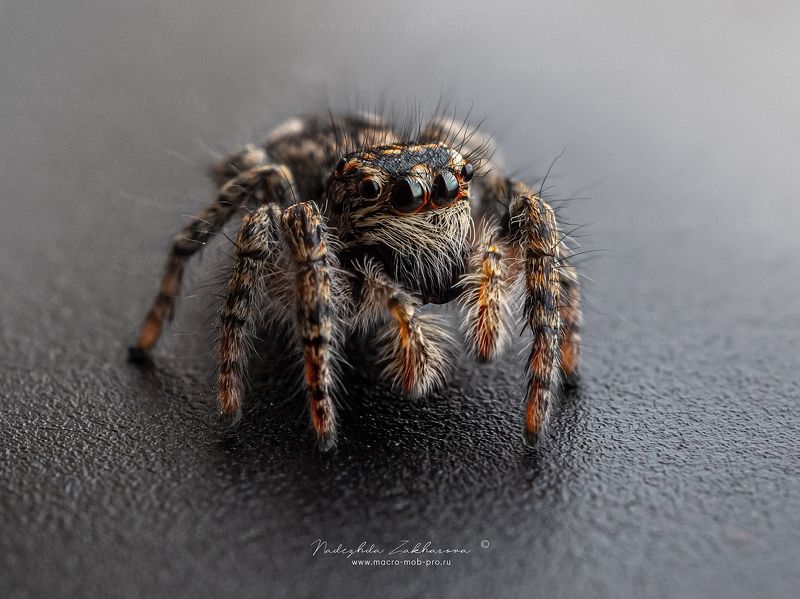 Скакун фото превью