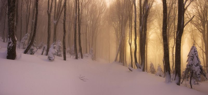 дорога в зимнем лесу фото превью