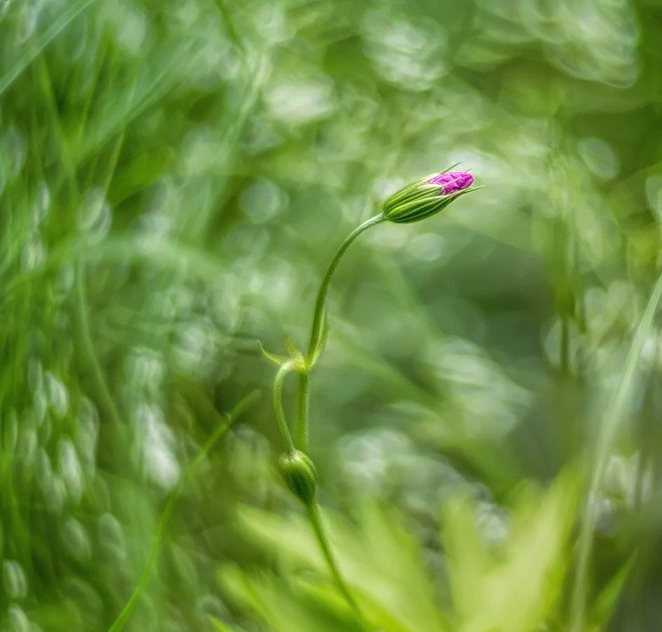 , Марина Брыдня