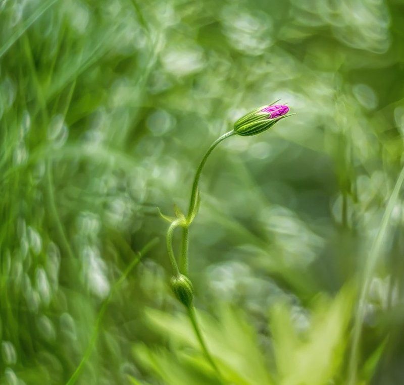 **** фото превью