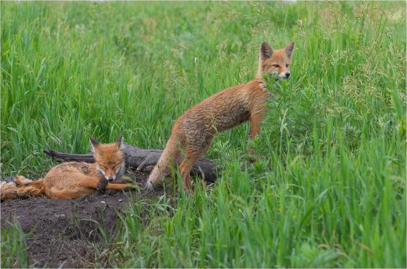 , Руслан Сигушин