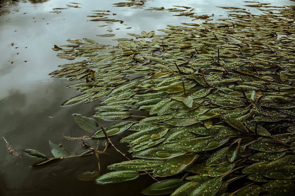 вода, дождь, капли, природа, река, флора, Taras
