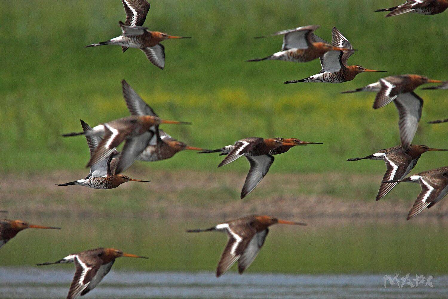 , Шангареев Марс