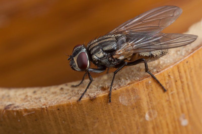 Makro, Бамбук, Муха Mуха фото превью