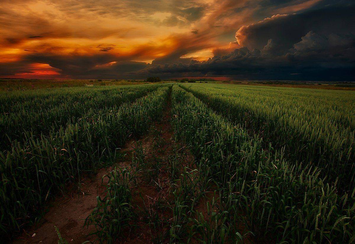 2014, Лето, Поле, Kljuchenkow Aleksandr