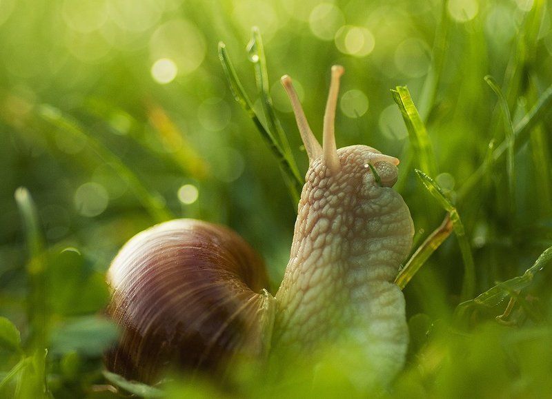 моллюск Дубль-ве фото превью