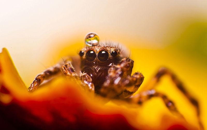 паук, макро, паук-скакун, природа Паук фото превью