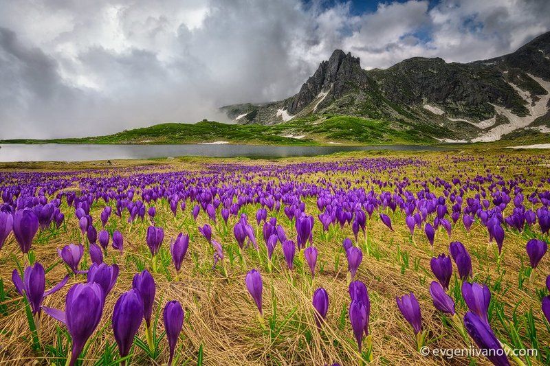 Field of crocuses фото превью