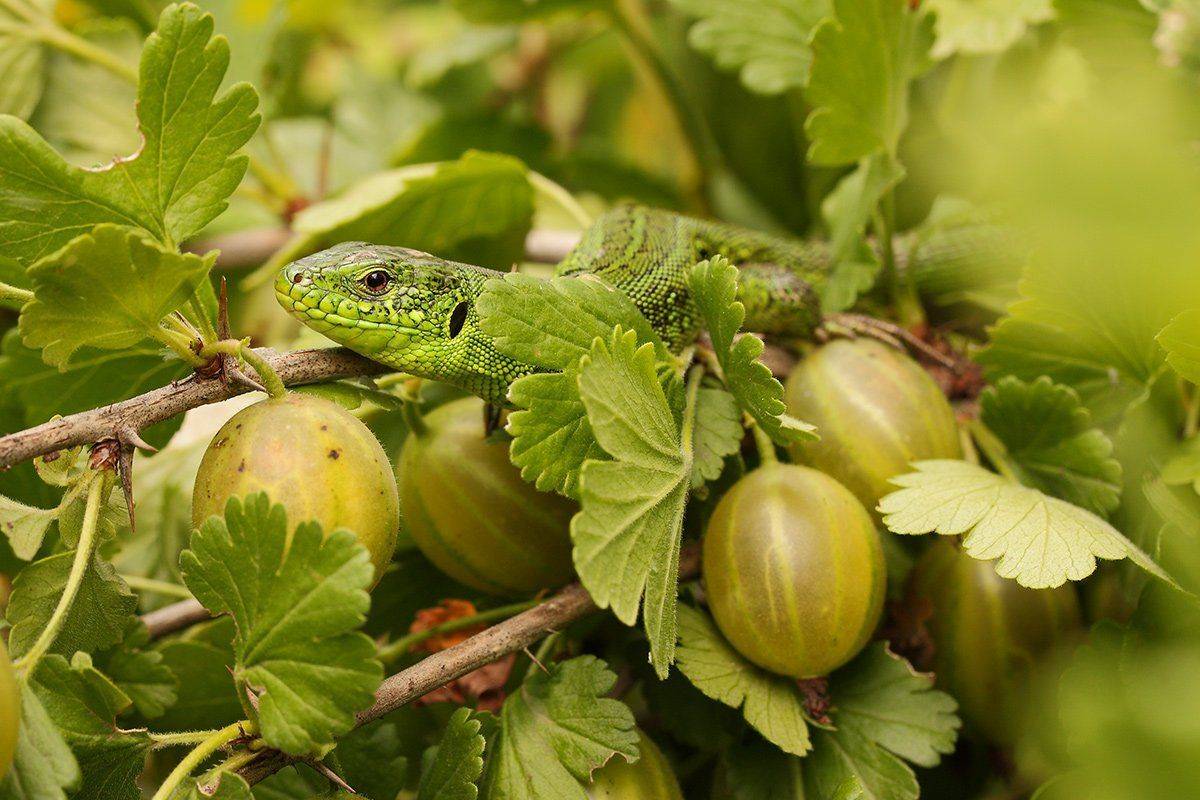 Крыжовник, Ящерица прыткая, Роман Рысь