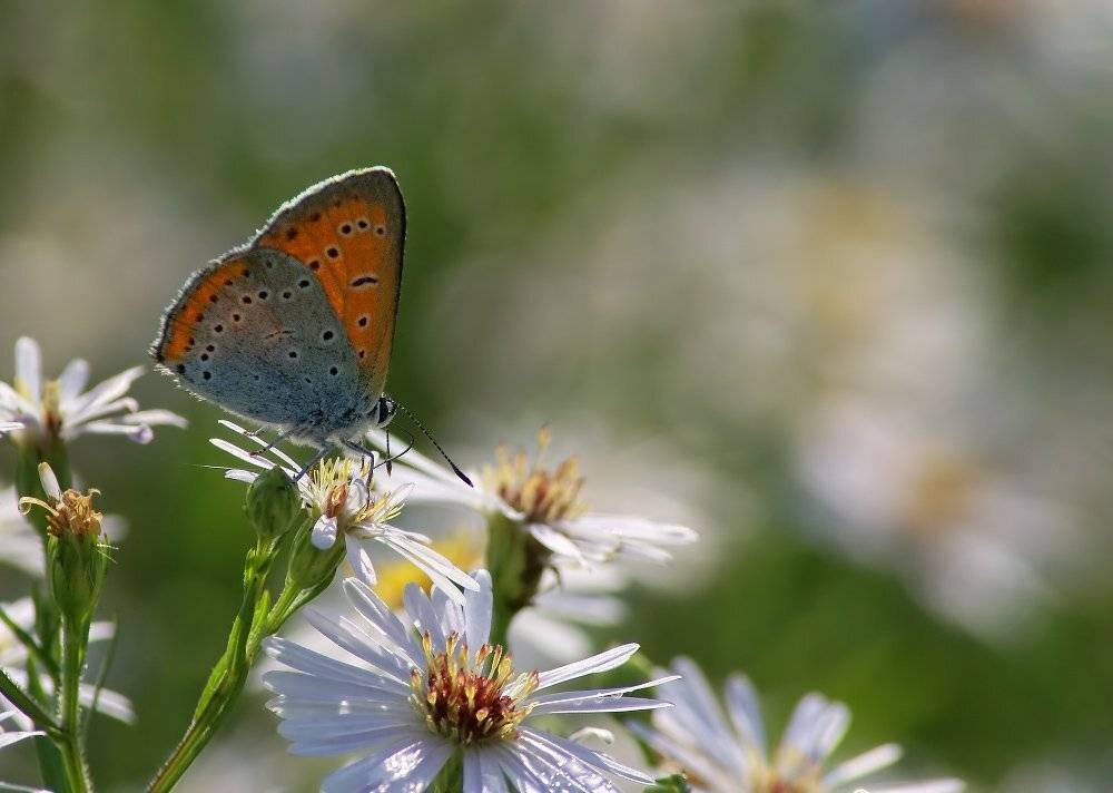 , Чепленко Алексей