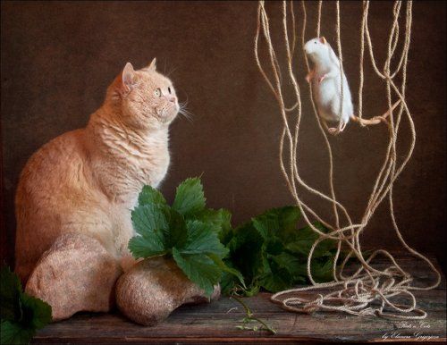 Rats'n'Cats