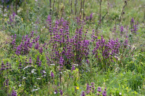 Pro росистый луг