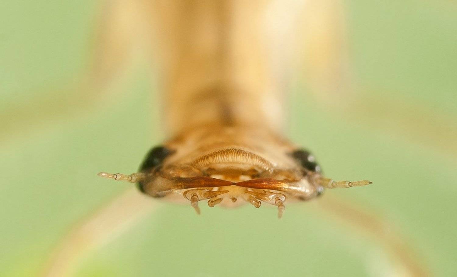 , Валерий Николаев (Petrovich)