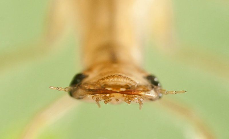 Голова личинки плавунца фото превью