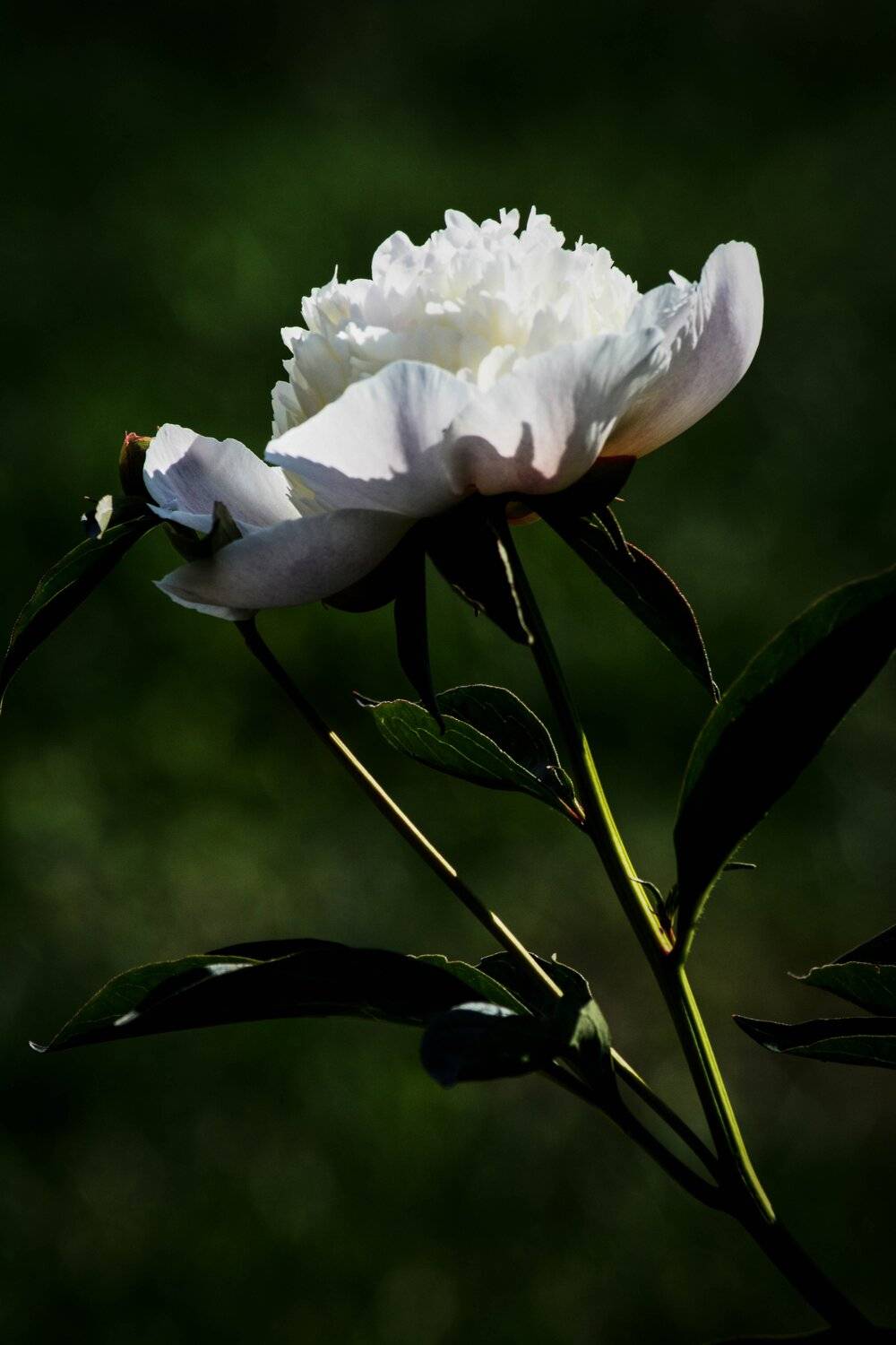 garden, peony, flower, white, nature, green, summer, flowers, Надежда