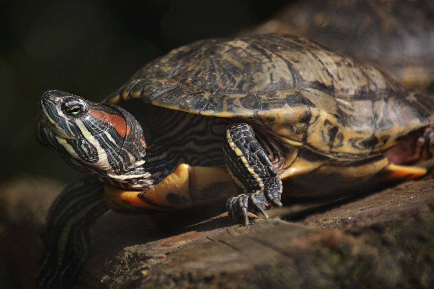 turtle, reptile, ocean, water, green, grass, relax, animal, Надежда