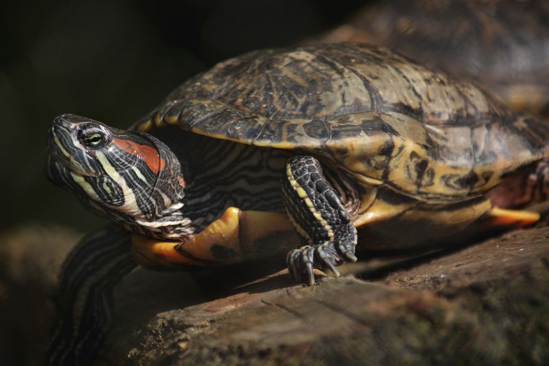 turtle, reptile, ocean, water, green, grass, relax, animal Turtle фото превью