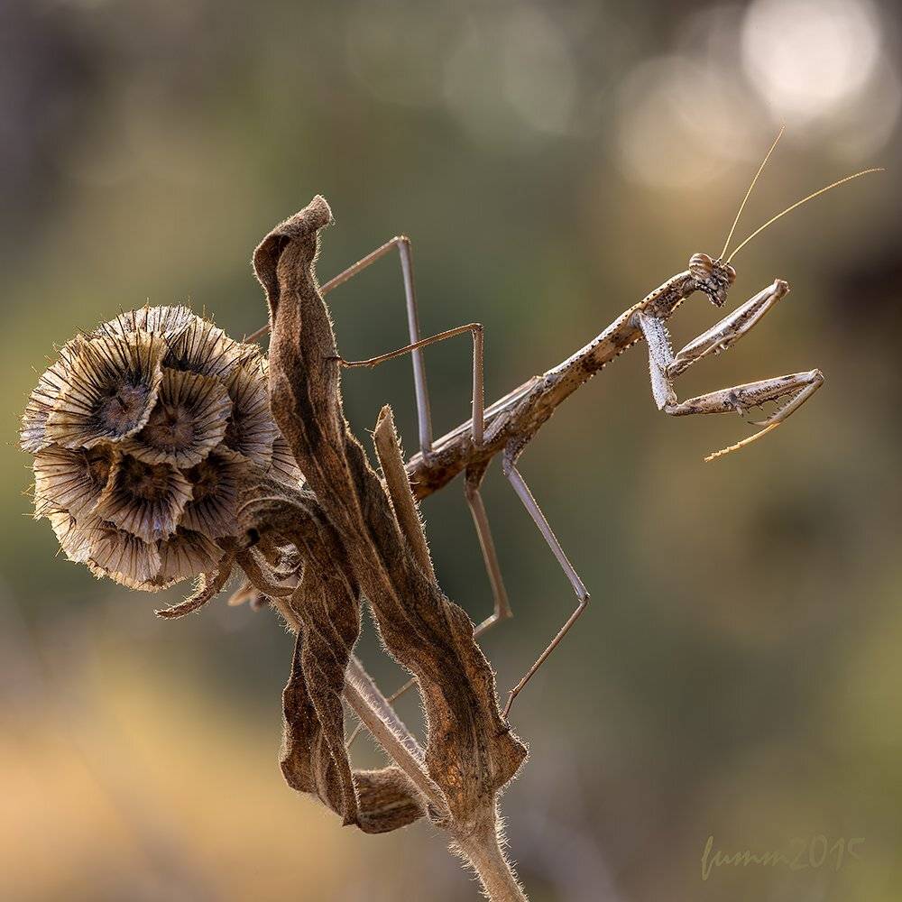 , Игорь ФУММ