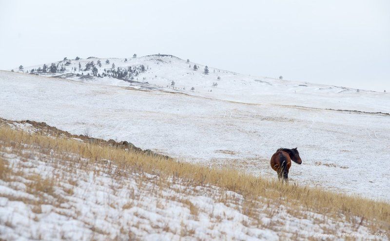 Одинокая... фото превью