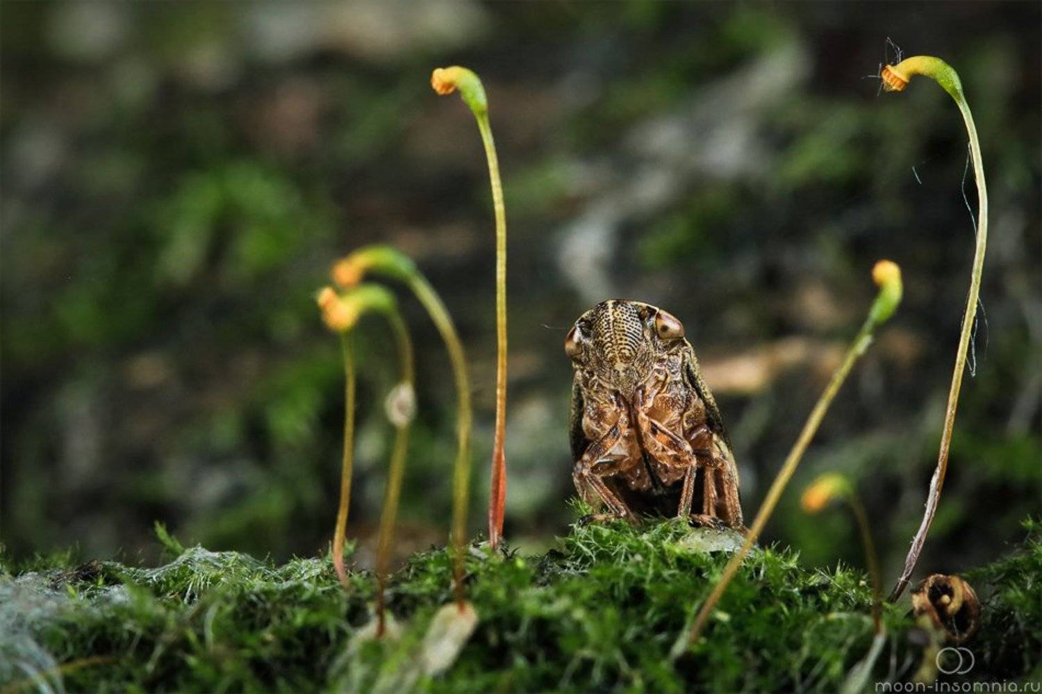 Макро, Пенница, Цикада, Kirill Krivosheew