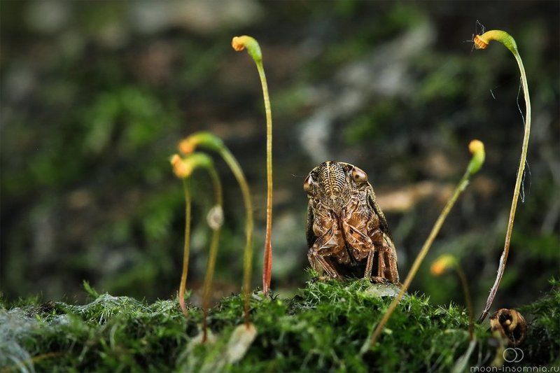 Макро, Пенница, Цикада На опушке фото превью