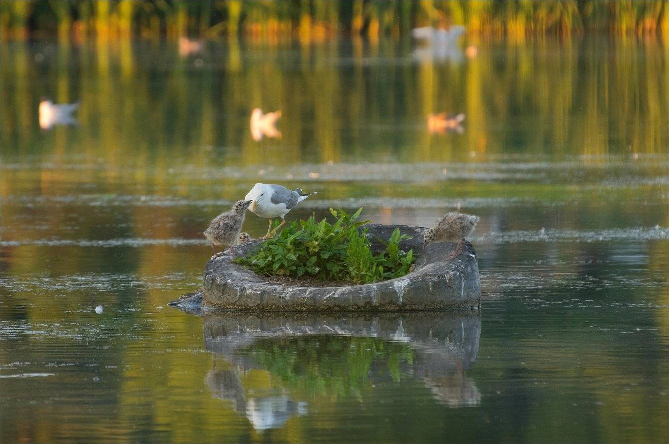 , Руслан Сигушин