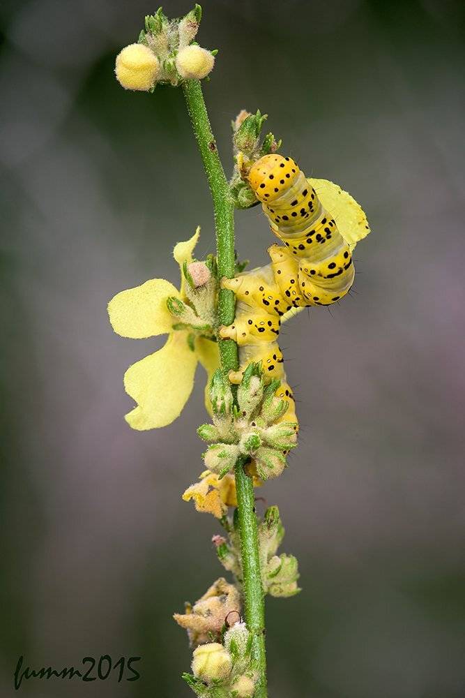 , Игорь ФУММ