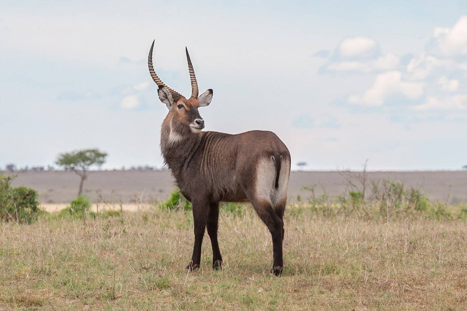 , Михаил Туркеев
