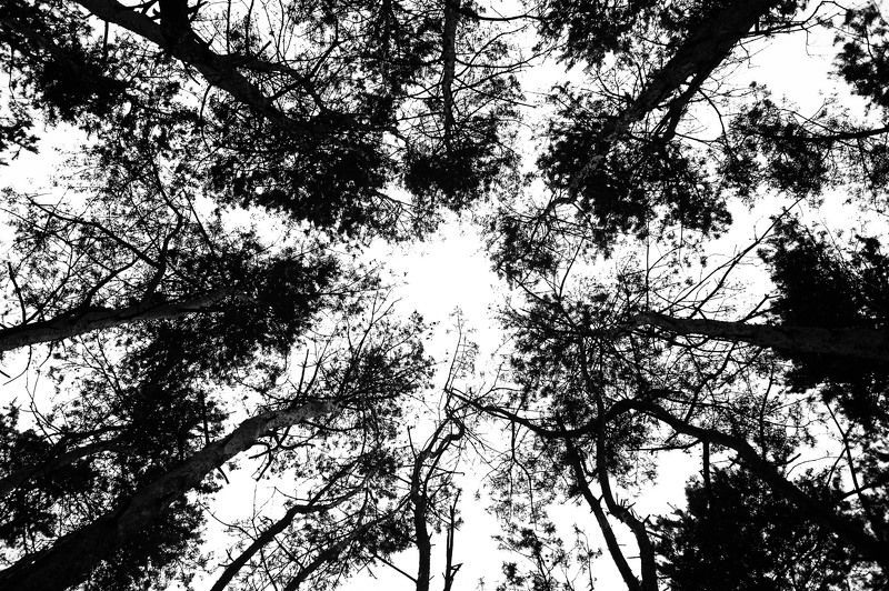 Black & white, Bw, Light, Nature, Trees Black lines фото превью