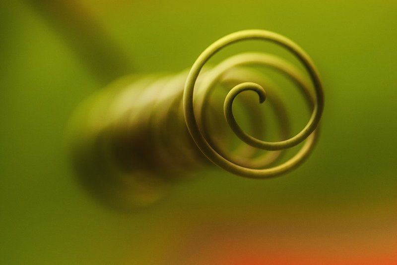 пассифлора Орган осязания фото превью