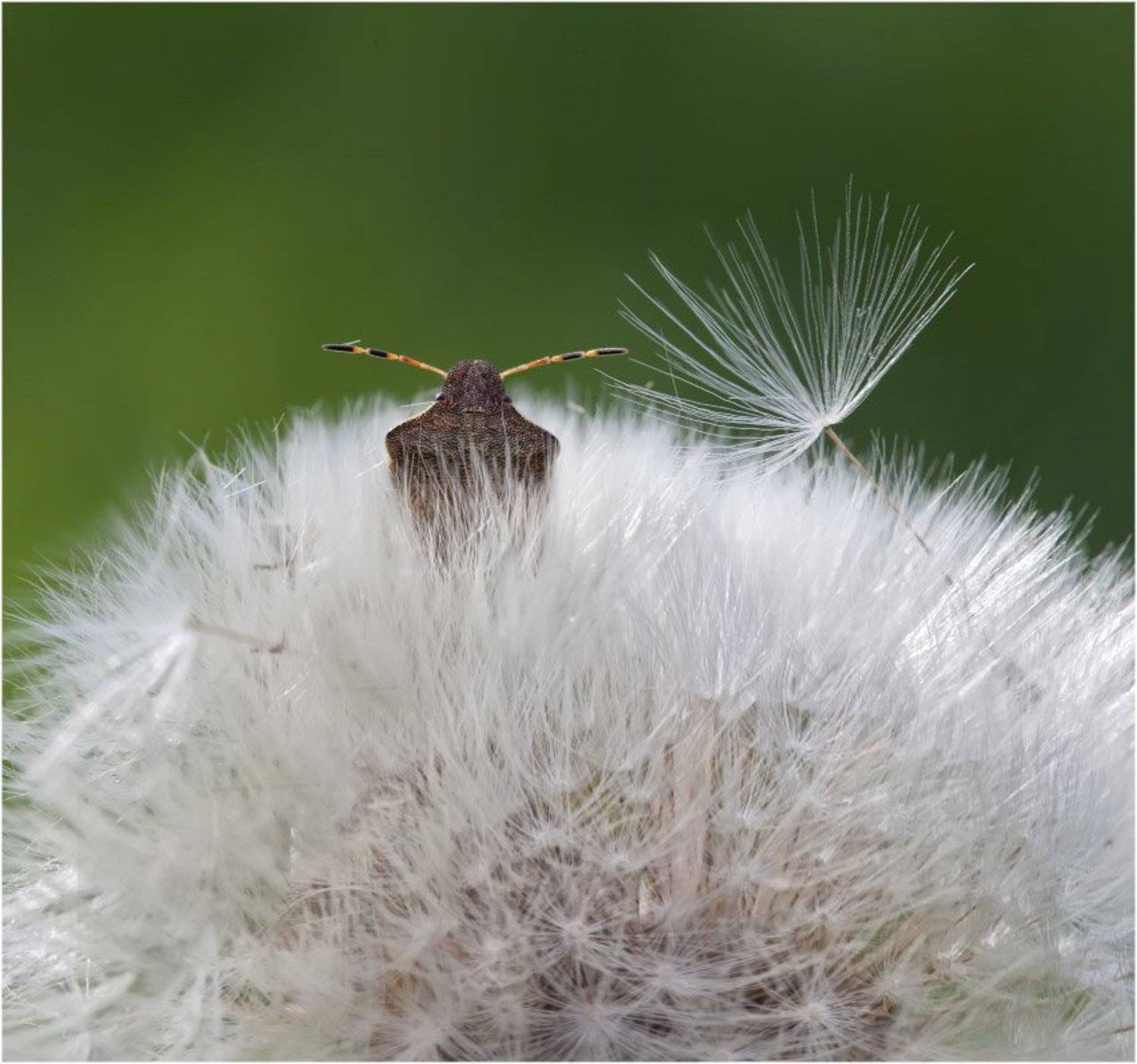 , Любовь Фурс