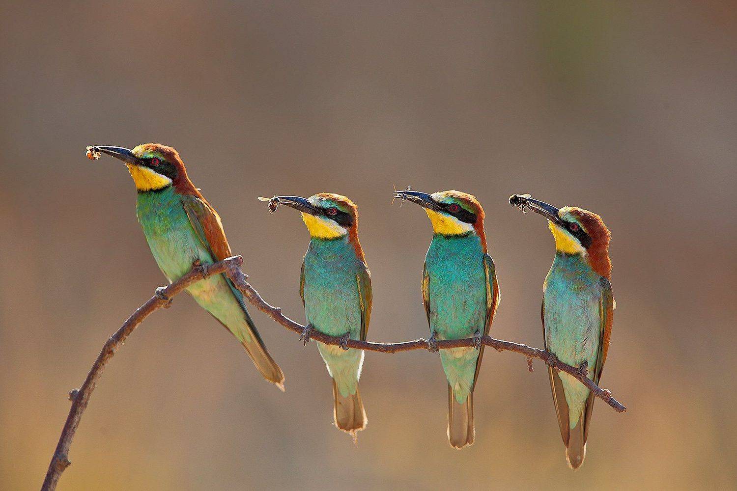 Щурки, Michael Faiman