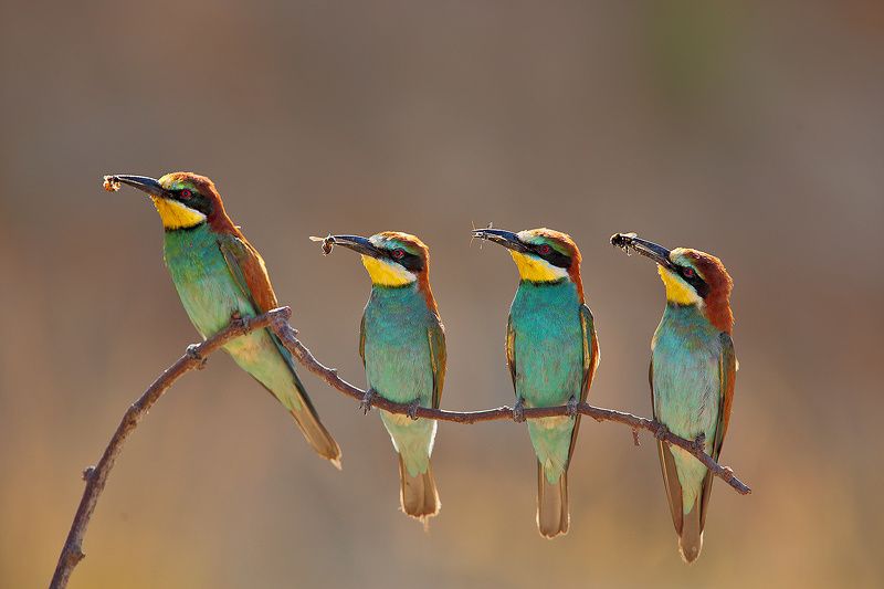 Щурки Отцы -кормильцы. фото превью