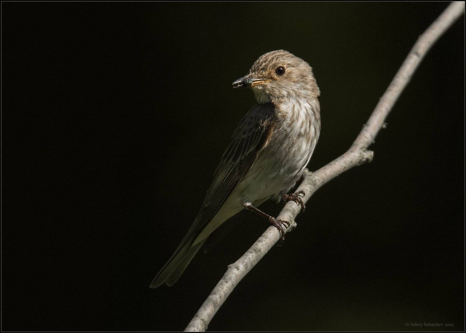 , Валерий Субачев