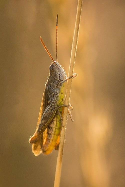, Pawel Plucinski