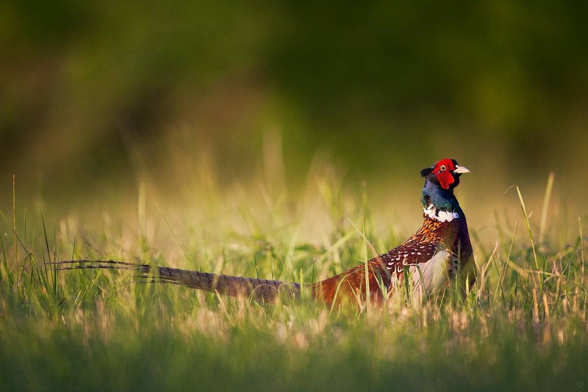 brid, wildlife, pheasant, Wojciech Grzanka