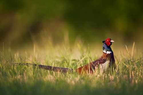 Common pheasant