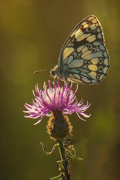 , Pawel Plucinski