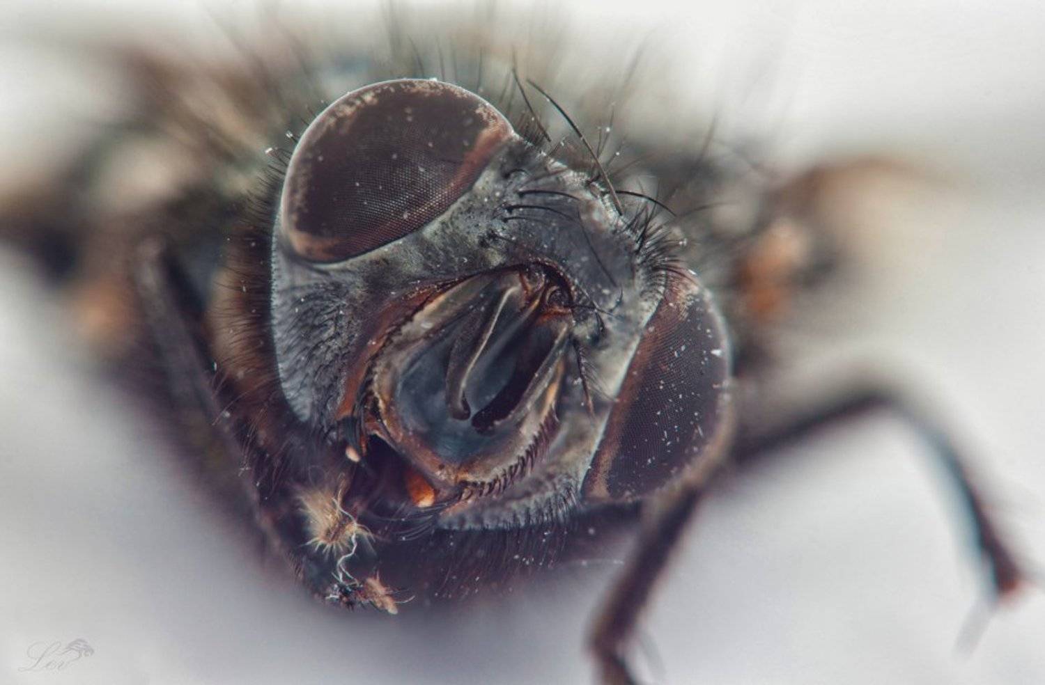 Муха, цветное фото, супер, макро, ужасы, насекомые, ЦЦ, журчалка, Fly , color photo , super macro , horror , insects, CC , hoverfly, Андрей