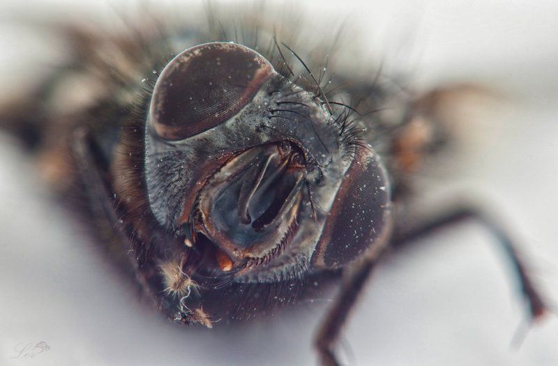 Муха, цветное фото, супер, макро, ужасы, насекомые, ЦЦ, журчалка, Fly , color photo , super macro , horror , insects, CC , hoverfly  фото превью