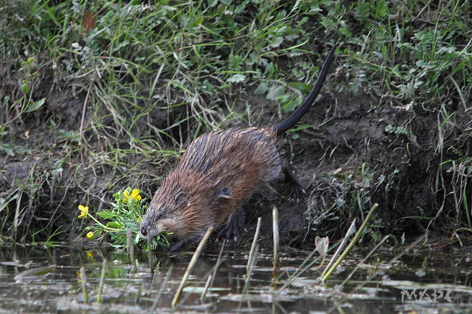 , Шангареев Марс