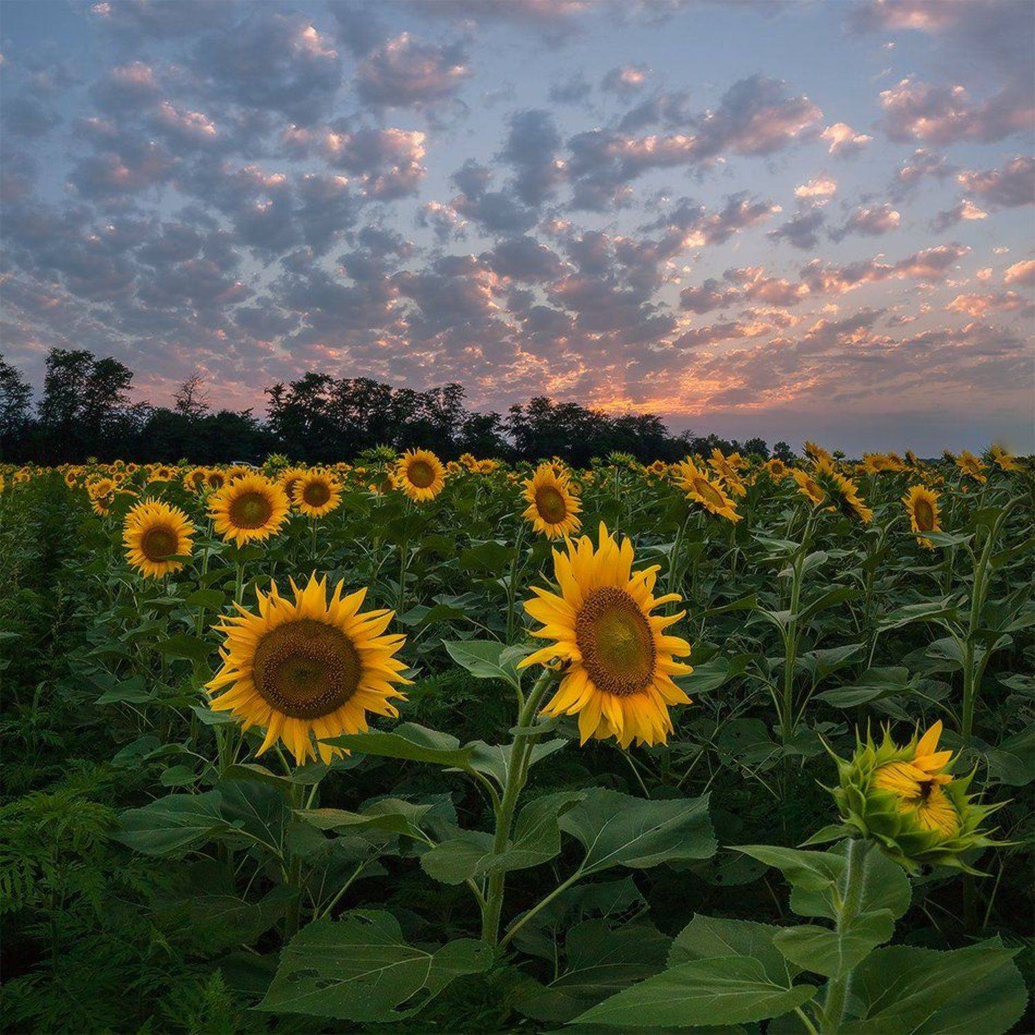 , Николай Мысливцев