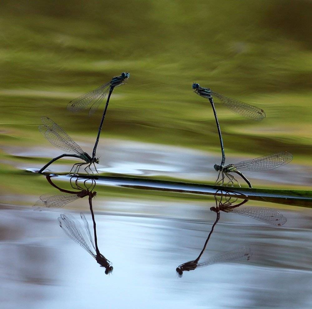 , Иваненко Светлана