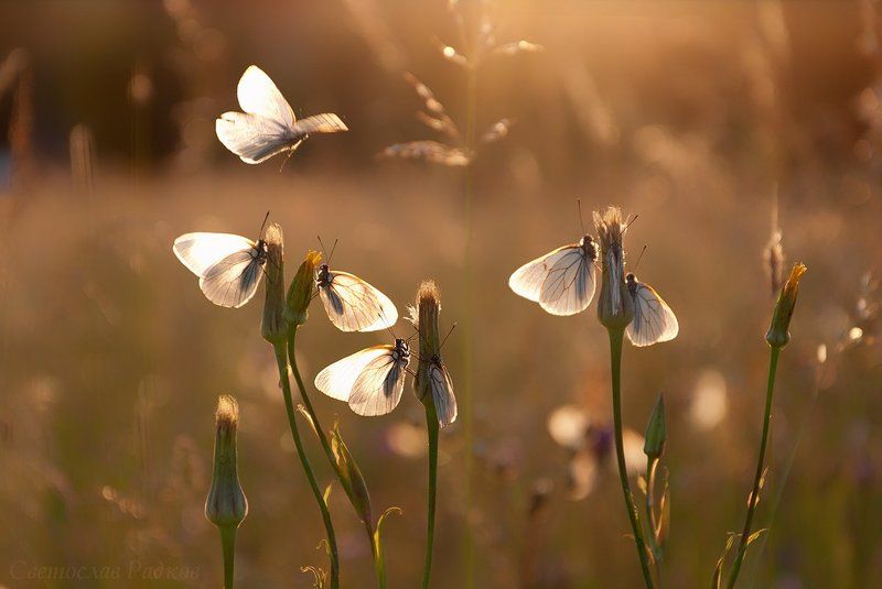 Пеперудена среща късен следобяд фото превью