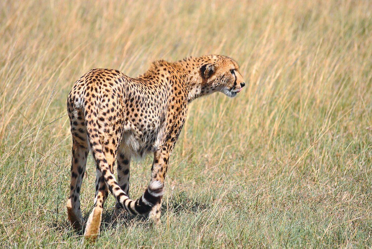 Африка, Гепард, Кения, Леопард, Масаи мара, Сафари, Серенгети, Танзания, Юар, Михаил Туркеев