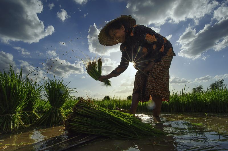 Asia, Asian, Farmer, Green, Light, Paddy, Rice, Sky, Water F a r m e r фото превью