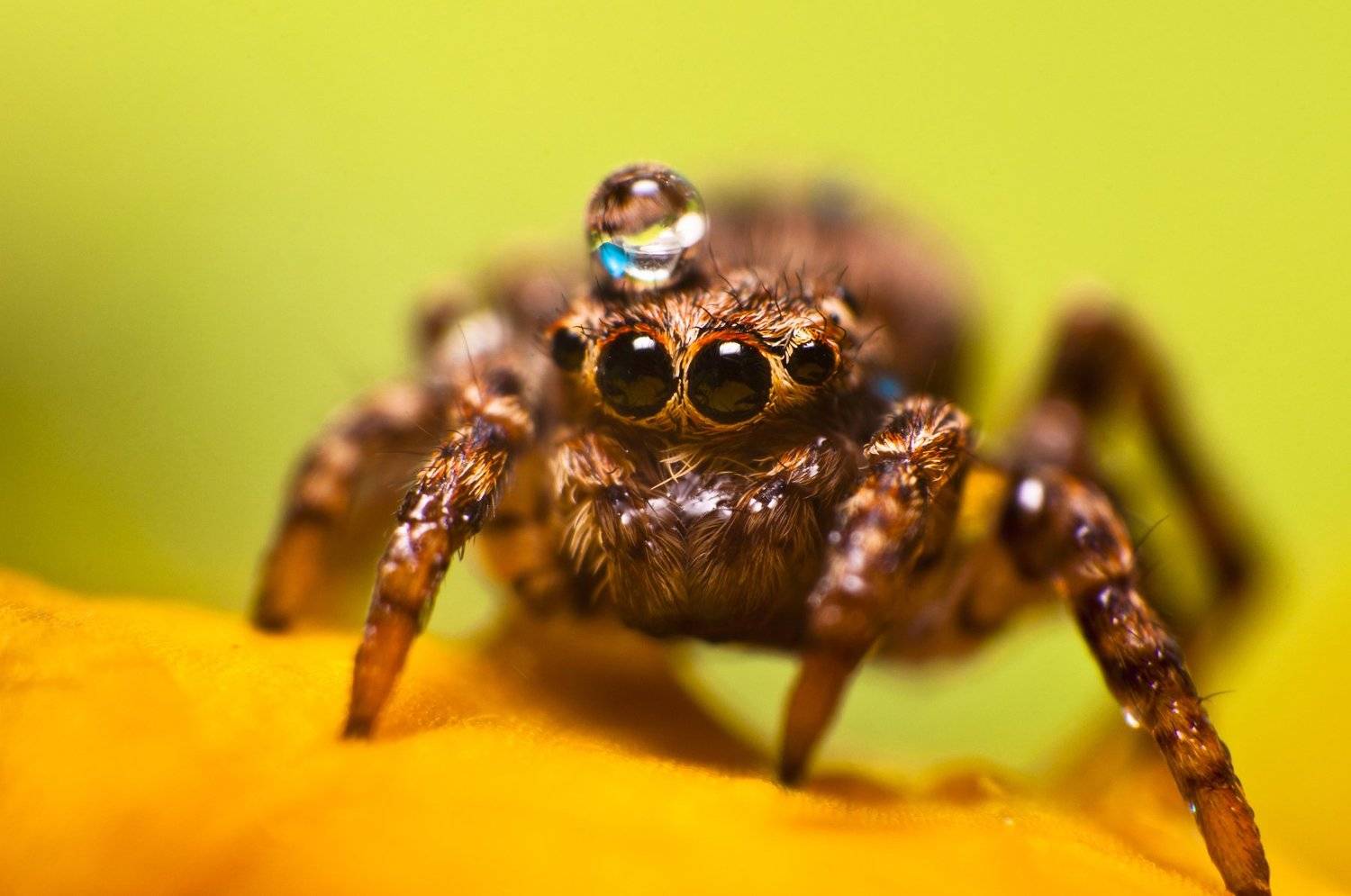 , Рустам Афлятунов